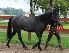 H Ladys avkomma - Tigerlily