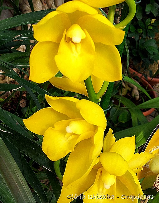 Glória Ishizaka - orquideas 5