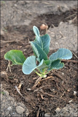 cabbage plant