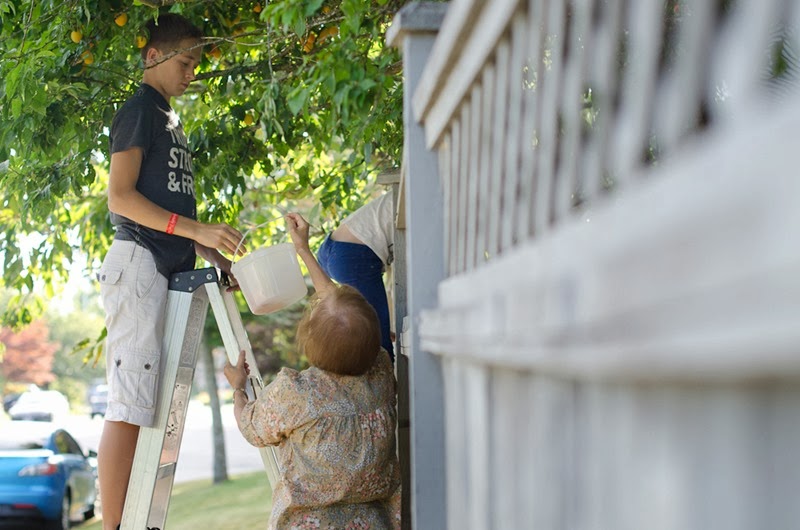 [plums-8%255B3%255D.jpg]