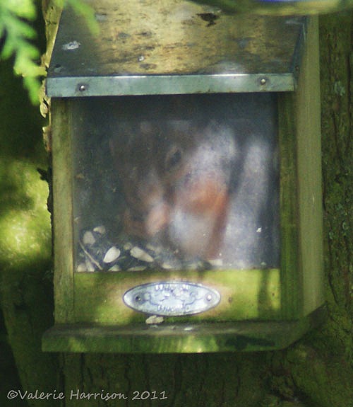 [23%2520squirrel-in-box%255B3%255D.jpg]
