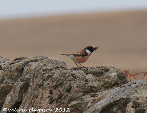 [51-stonechat-and-emperor%255B2%255D.jpg]