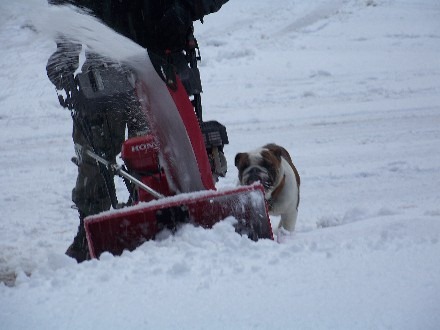 [Cujo%2520and%2520Dad%2520-%2520Snowblowing%2520Driveway4%255B4%255D.jpg]