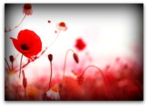remembrance-day1