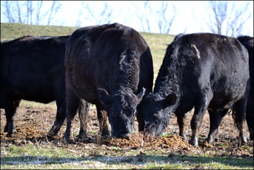 eating silage