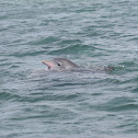 Bottlenose dolphin