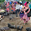 LaoCaianimalmarket