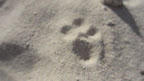 I even found evidence of canines in the area... after discovering these tracks, I scoped out a nearby a watchpoint and waited...