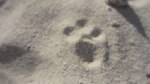 I even found evidence of canines in the area... after discovering these tracks, I scoped out a nearby a watchpoint and waited...