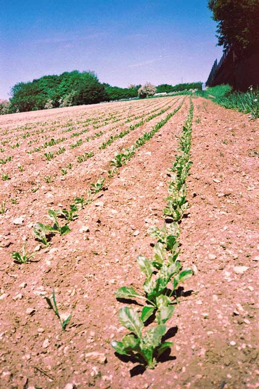 [Summer-Fields-11---XPRO%255B4%255D.jpg]