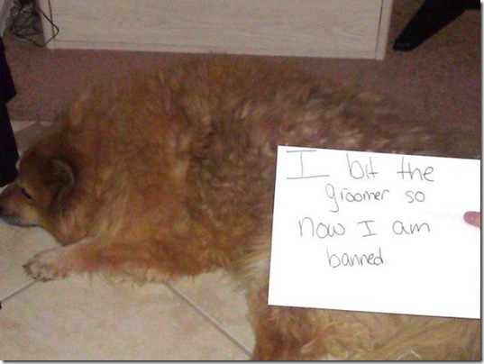 dog-shaming-bad-7