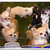 Pedigree Dogs 004.jpg