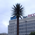 Random palm tree in one of the roundabout thingers in Warsaw