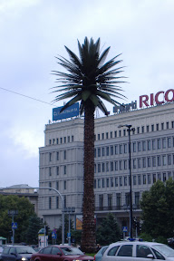 Random palm tree in one of the roundabout thingers in Warsaw