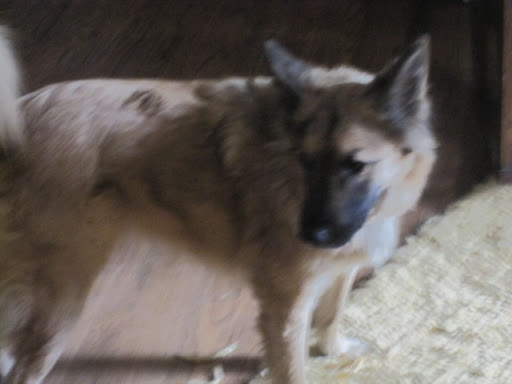 The very gentlemanly Conner was previously adopted and then returned to the shelter because his new person felt he was 