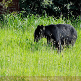Urso negro comendo flores -  Alaska HWY, para Fort Nelson, British Columbia, Canadá