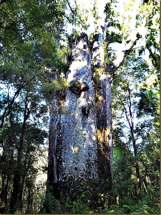 Te Matua Ngahere