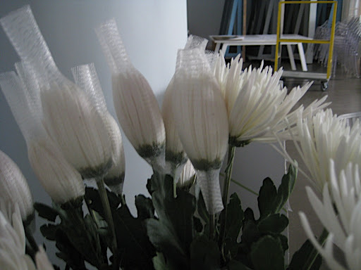 When you buy mums they come individually protected in little mesh sleeves. They're really fun to remove and then watch the flowers pop to life.