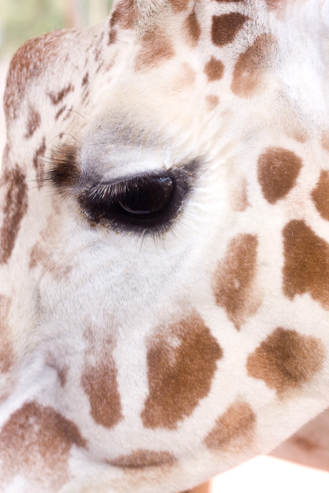 [03-28-13_giraffe-eye3.jpg]