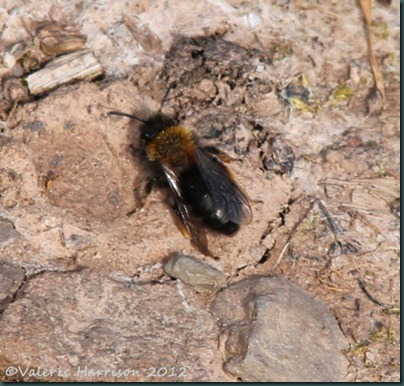12 very-early-mining-bee