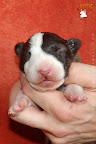 7 days old