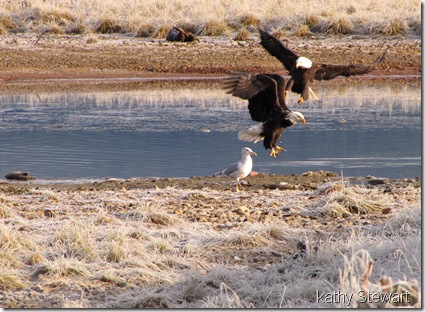 Eagle dispute