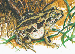 Die Knoblauchkröte (Pelobates fuscus) gehört zu den 10 besonders geschützten Tieren, die hier die Umgebung der Teiche bewohnen.