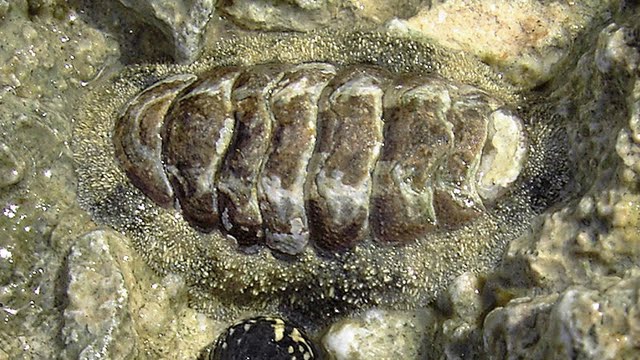 Acanthopleura_granulata.jpg