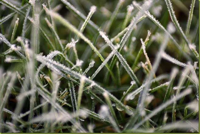frosty grass
