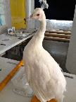 We rented a white taxidermy peacock from The Evolution Store in NYC! We rented a white taxidermy peacock from The Evolution Store in NYC!