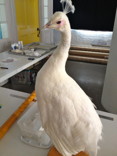 We rented a white taxidermy peacock from The Evolution Store in NYC! We rented a white taxidermy peacock from The Evolution Store in NYC!