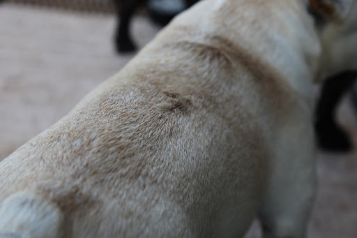 Take a look at my back.  Do you see those bumps?  I was stung by nasty bees!