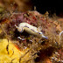 Hypselodoris peasei - Photo (c) DavidR.808, some rights reserved (CC BY-NC-SA)