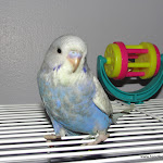 Feb 10-12 Blue female.JPG
