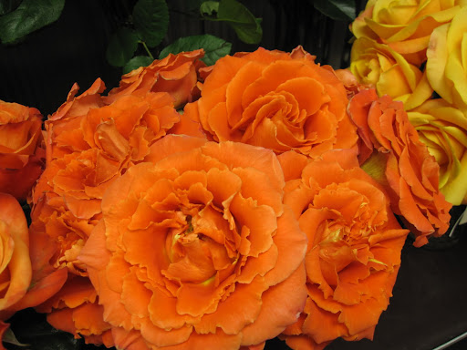The rose's name, 