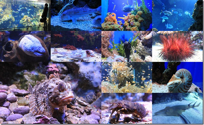 Collages1