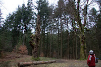The Grizedale Sculpture Tail