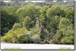 Groby Pools SSSi - Hot and hazy