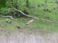 DSC_0351.jpg