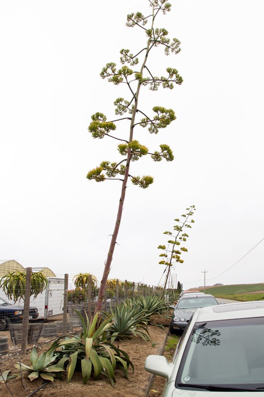 [120928_SucculentGardens_agave-stalk%255B8%255D.jpg]
