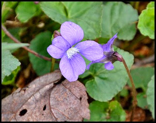 04 - Spring Wildflowers - Violets - Blue