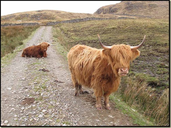 Highland cattle in Glen Arnisdale