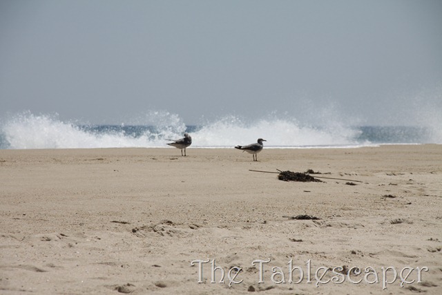 [Hunter%2527s%2520Beach%2520Birthday%2520074%255B3%255D.jpg]