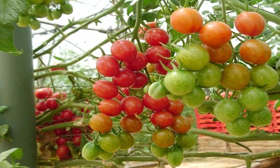 budidaya tomat garut