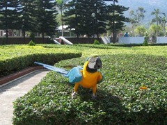 parrot_97615-480x360