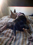 While with me, Pepper relaxed and daydreamed about what her forever home would be like. While with me, Pepper relaxed and daydreamed about what her forever home would be like.
