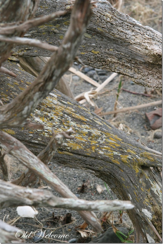 driftwood 2