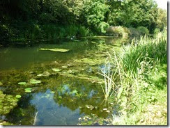 weedy slough arm