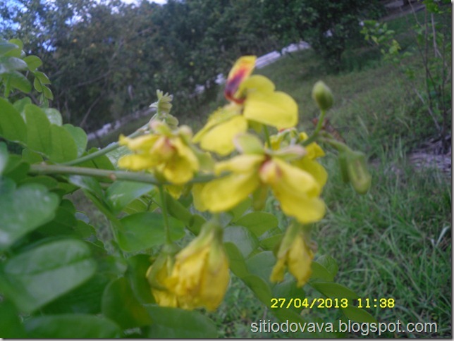 flor do pau-brasil flor do pau-brasil