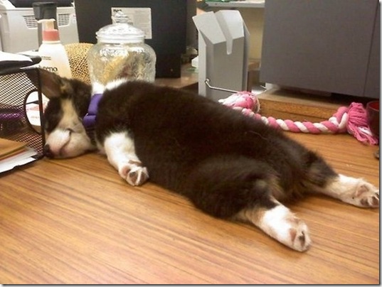 tired-cute-animals-19